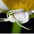 2Tiny Spider on Daisy Petal - ID: 4069638 © Eric Highfield