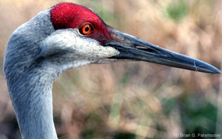 FLoridian Crane
