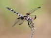 Checkered Setwing