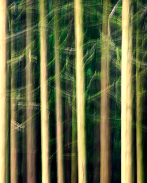 Morning Pines  - ID: 4071937 © Sandra Hardt