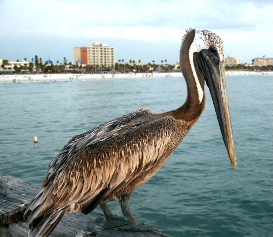Pelican on Clearwater Beach