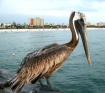 Pelican on Clearw...
