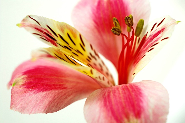 Alstroemeria