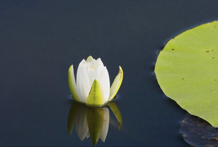 Water Lilly & Pad