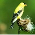 © James W. Betts PhotoID # 4075995: Yellow