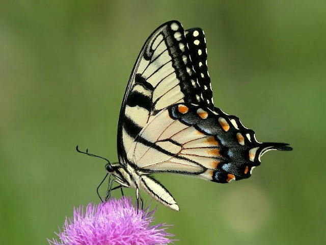 Eastern Tiger Swallowtail