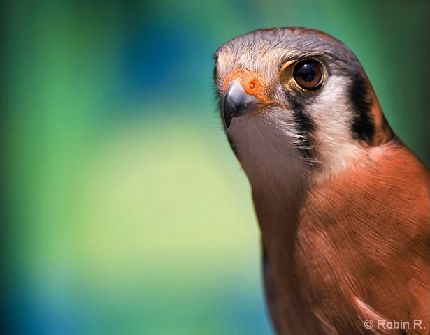Delicate Falcon