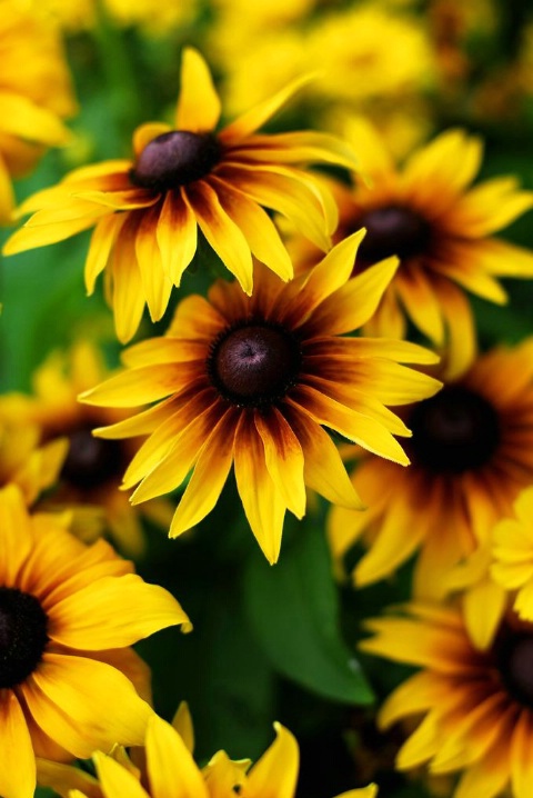 Black-eyed Susans