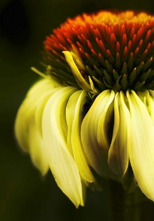 The Photo Contest 2nd Place Winner - Coneflower