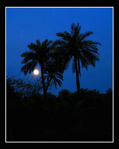 the moon and the palms
