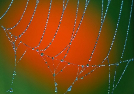 Morning Dew Drops