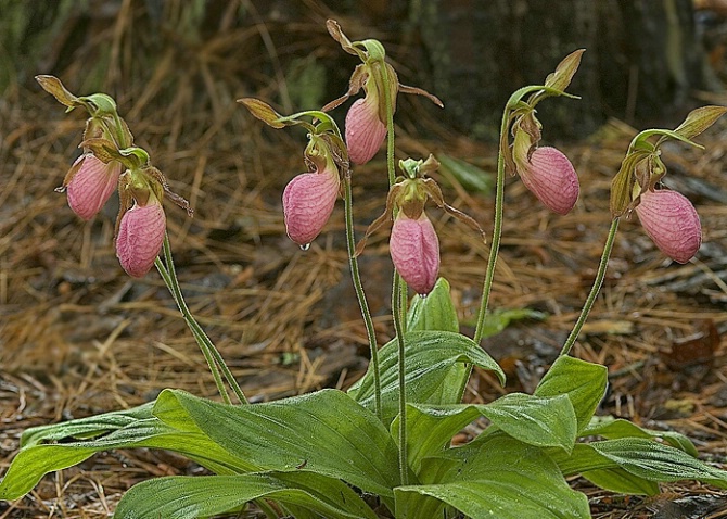 Pink Lady Slipper, Clemson Forest, SC - ID: 4080620 © george w. sharpton