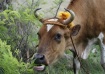Bajan Bovine