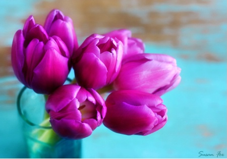 Tulips