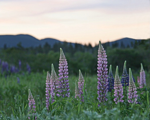 Maine Lupines at sunset