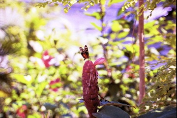 Butterfly Farm in Carribean