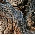 © Pam Bosch PhotoID # 4083372: Twisted Desert Wood at Sunset