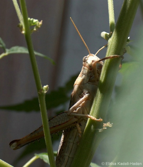 Grasshopper 