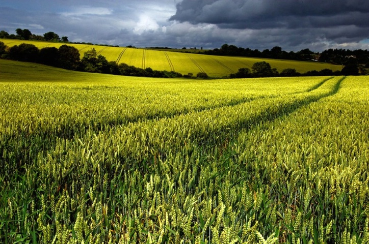 Wheatfield