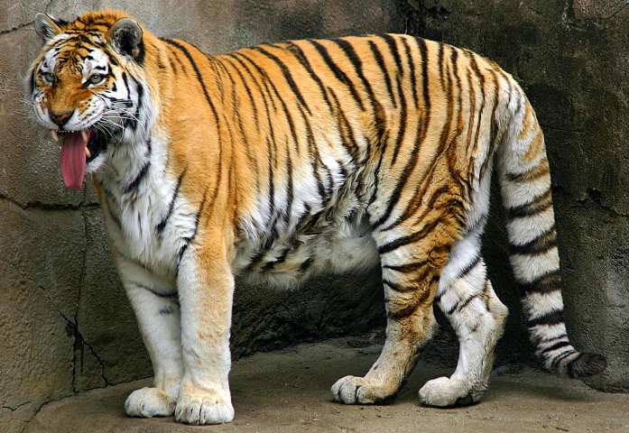 Tigerrific!