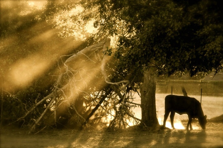 Evening on the farm