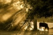 Evening on the fa...