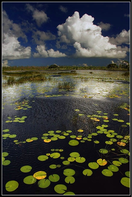 Florida Swamps