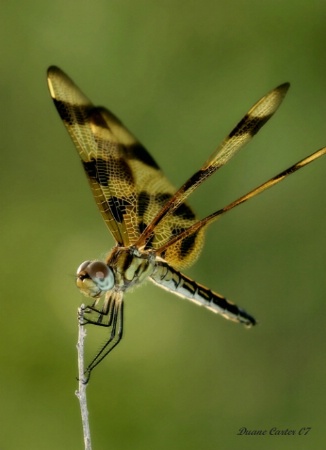 Dragonfly