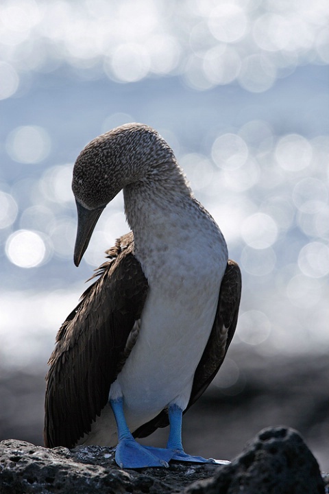 Bluefooted boobie