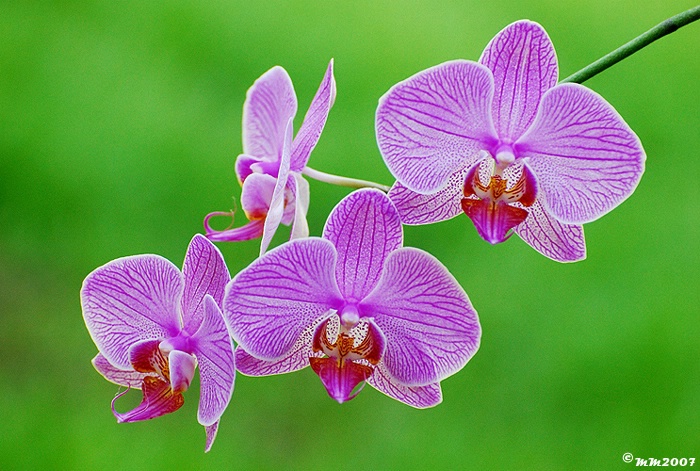 Orchids