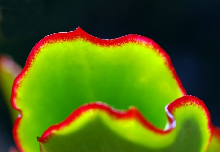 Red and Green