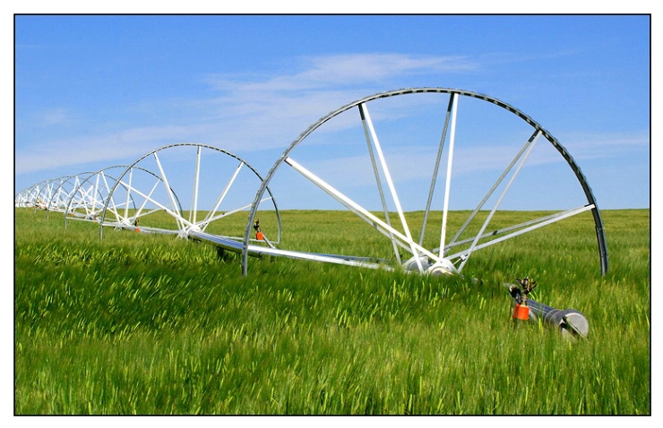 Watering The Wheat