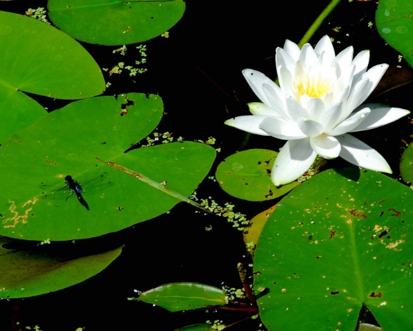 The Dragon Fly and The Water Lilly