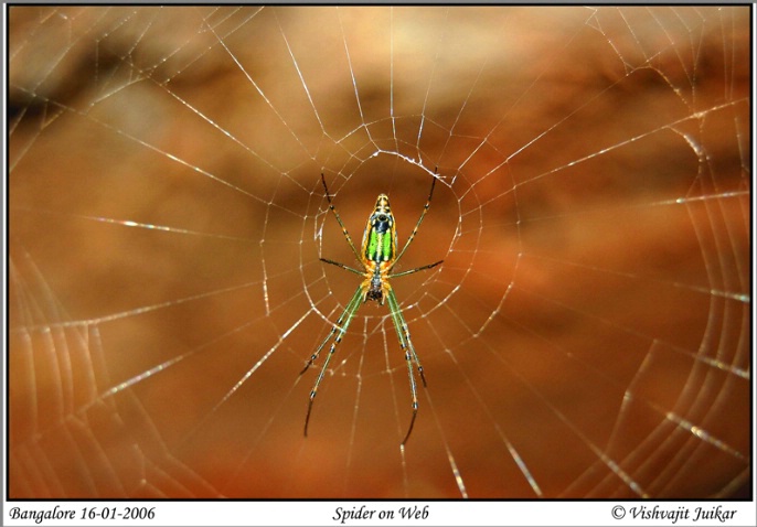 Spider on Web - ID: 4090094 © VISHVAJIT JUIKAR