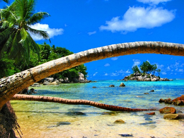 Global warming - palms embracing small island
