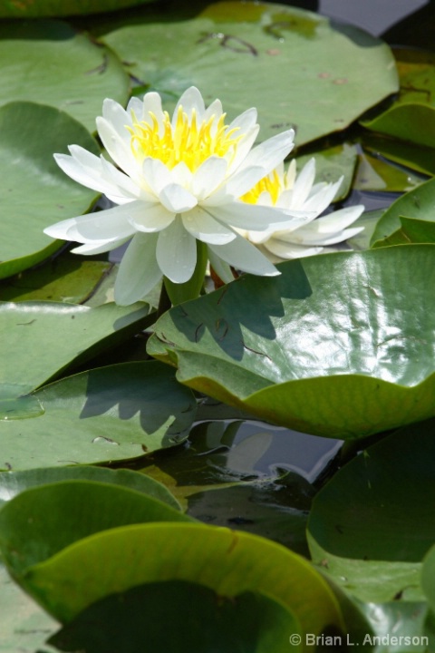 White Pond Lillies
