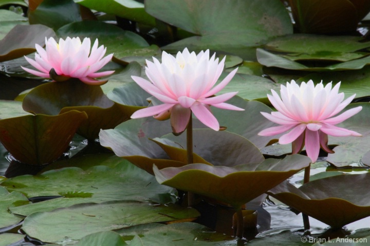 Three Pink Lillies In A Row