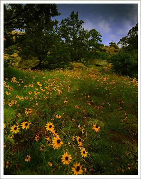 Mountain Wild Flowers