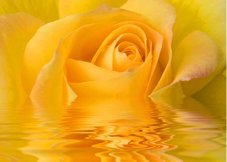 yellow rose