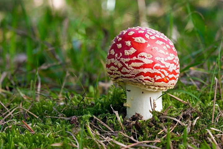 Magic Mushroom