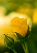 Yellow Rose