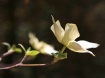 Blooming Dogwoods