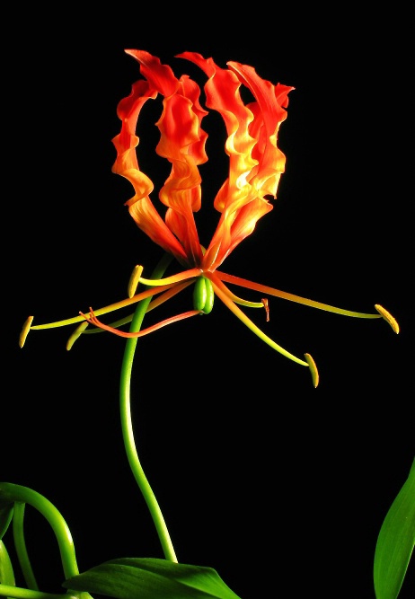 Gloriosa Lily