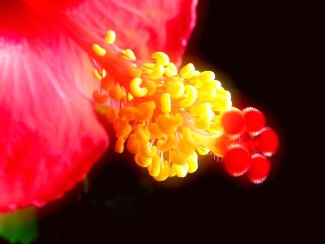 Hibiscus - Close-up