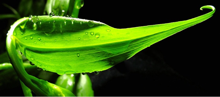 Gloriosa Lily Leaf