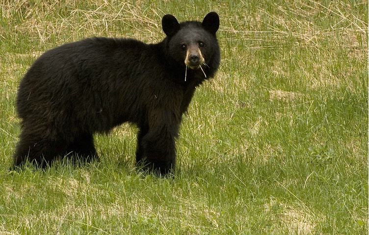 Black Bear