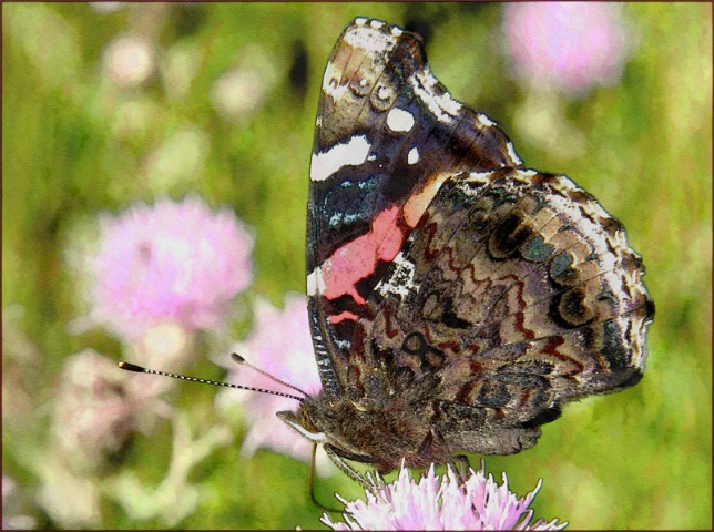 Red Admiral