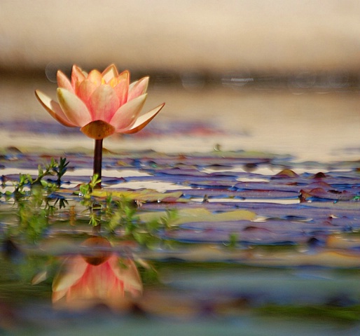 Waterlily