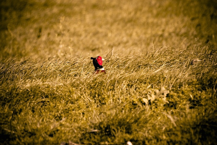 Crouching pheasant, hidden hen...