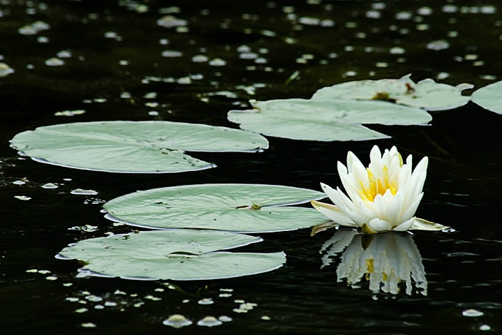 Lily on a Pond